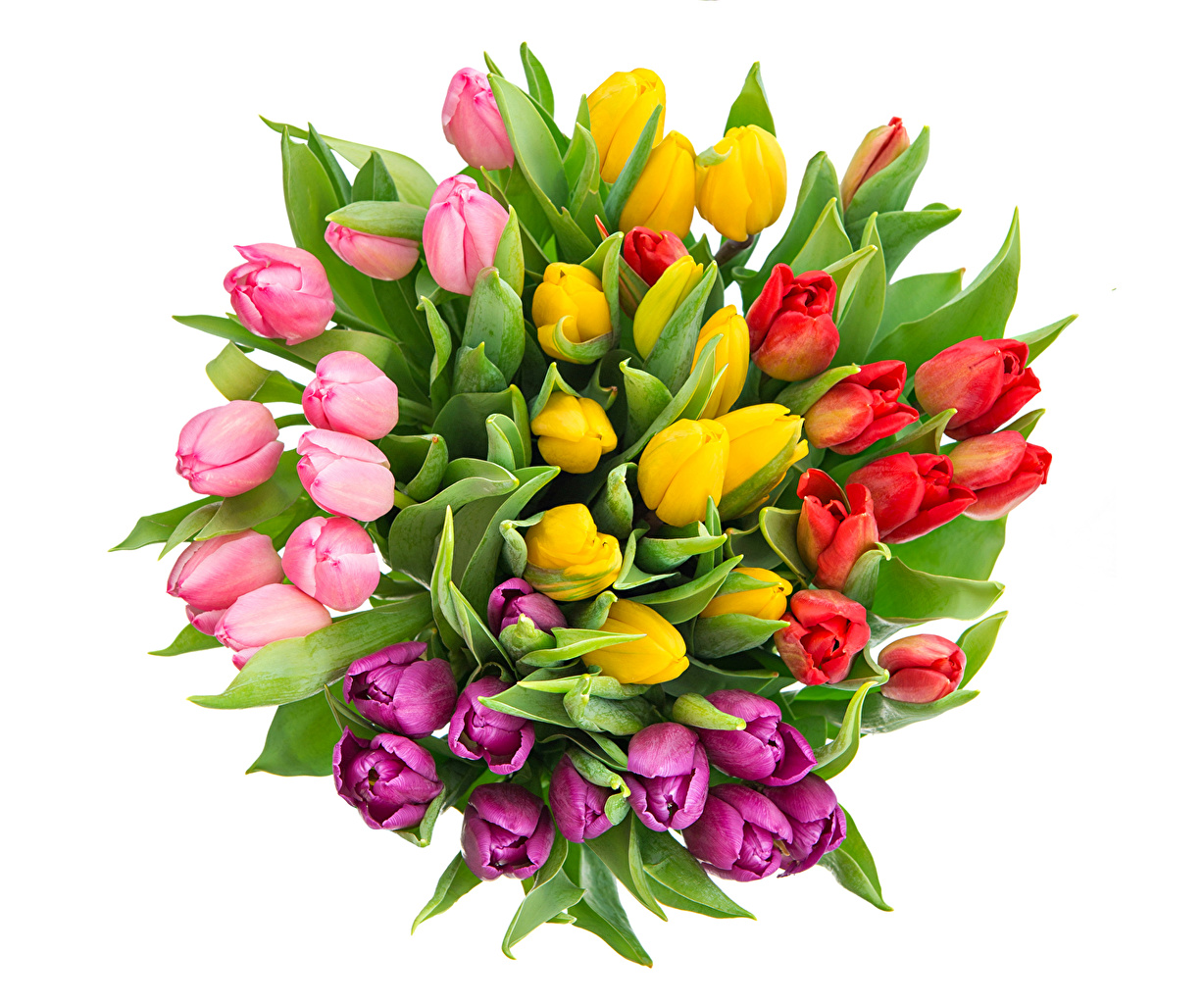 Bouquets_Tulips_White_501284