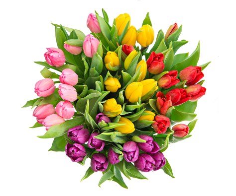 Bouquets_Tulips_White_501284